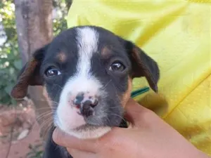 Cachorro raça SRD-ViraLata idade Abaixo de 2 meses nome Manchinha