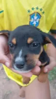 Fofinho 