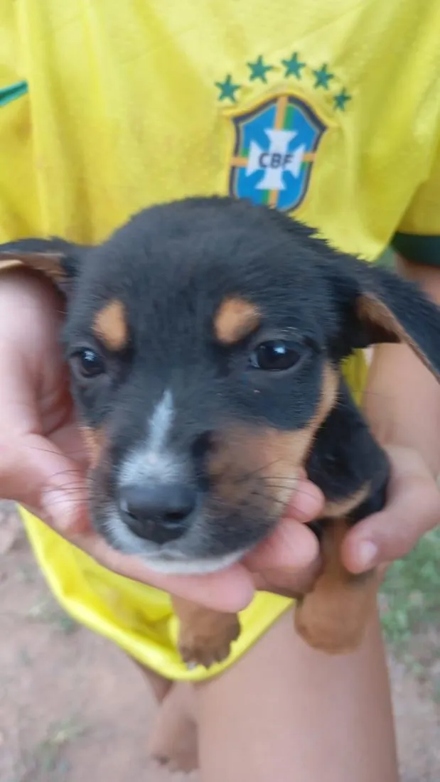 Cachorro raça SRD-ViraLata idade Abaixo de 2 meses nome Fofinho 
