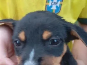 Cachorro raça SRD-ViraLata idade Abaixo de 2 meses nome Fofinho 