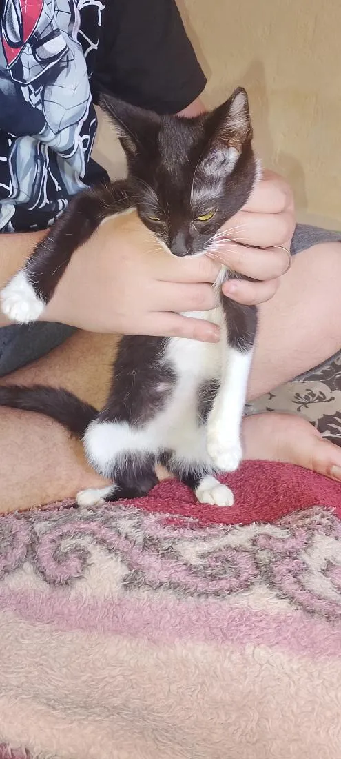 Gato raça SRD-ViraLata idade 2 a 6 meses nome dalmata 