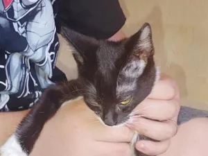 Gato raça SRD-ViraLata idade 2 a 6 meses nome dalmata 