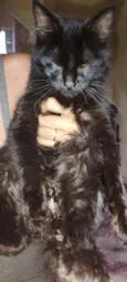 Nox
