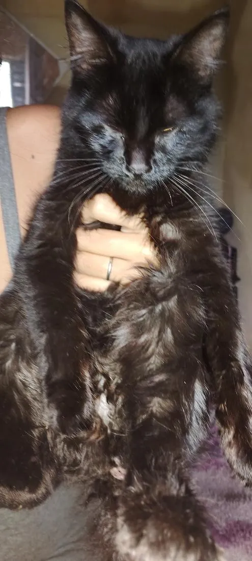 Gato raça SRD-ViraLata idade 7 a 11 meses nome Nox