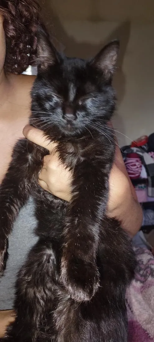 Gato raça SRD-ViraLata idade 7 a 11 meses nome Nox
