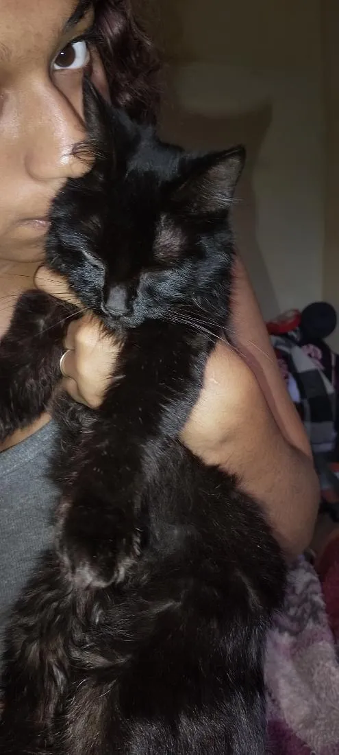 Gato raça SRD-ViraLata idade 7 a 11 meses nome Nox