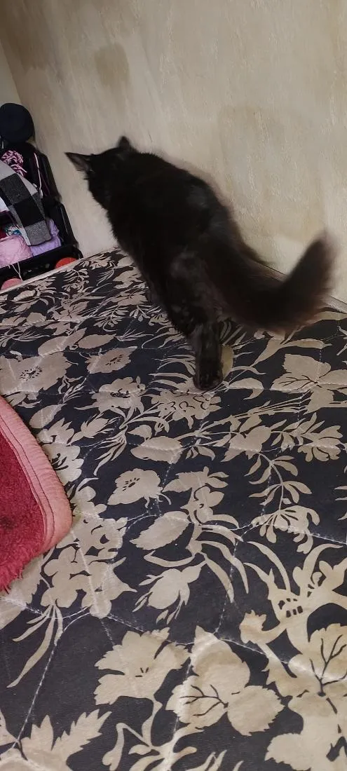 Gato raça SRD-ViraLata idade 7 a 11 meses nome Nox