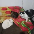 pandora, oreon e Don