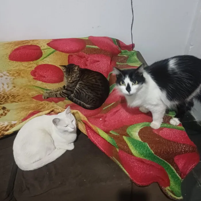 Gato raça SRD-ViraLata idade 2 anos nome pandora, oreon e Don
