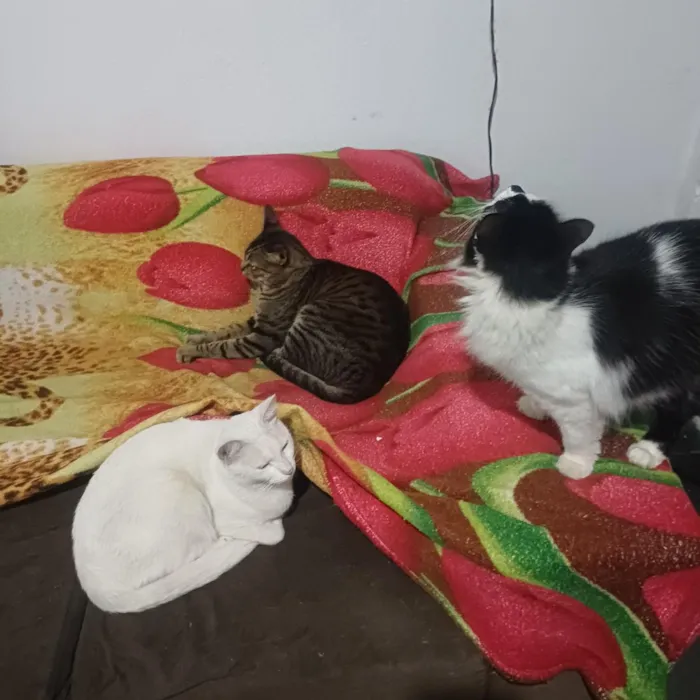 Gato raça SRD-ViraLata idade 2 anos nome pandora, oreon e Don