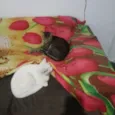 pandora, oreon e Don