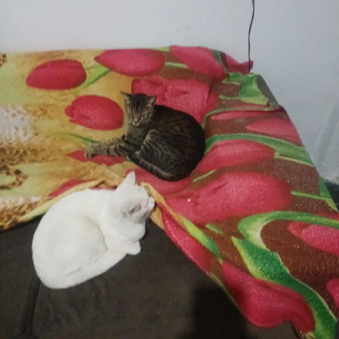 Gato raça SRD-ViraLata idade 2 anos nome pandora, oreon e Don