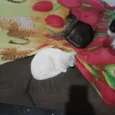 pandora, oreon e Don
