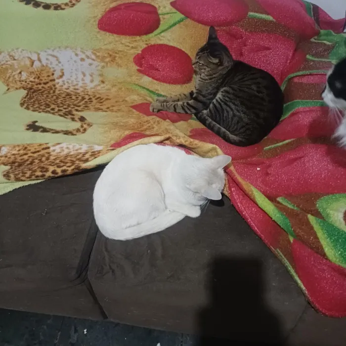 Gato raça SRD-ViraLata idade 2 anos nome pandora, oreon e Don