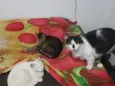 pandora, oreon e Don