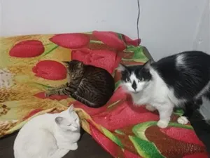 Gato raça SRD-ViraLata idade 2 anos nome pandora, oreon e Don