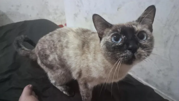 Gato raça SRD-ViraLata idade 6 ou mais anos nome Jade
