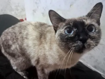 Gato raça SRD-ViraLata idade 6 ou mais anos nome Jade