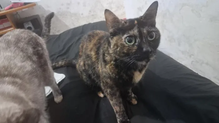Gato raça SRD-ViraLata idade 6 ou mais anos nome Nicole