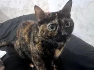 Gato raça SRD-ViraLata idade 6 ou mais anos nome Nicole