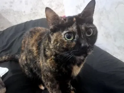 Gato raça SRD-ViraLata idade 6 ou mais anos nome Nicole