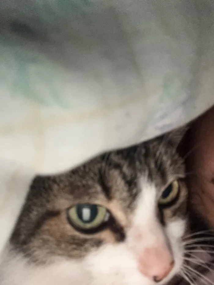 Gato raça SRD-ViraLata idade 1 ano nome Sem nome