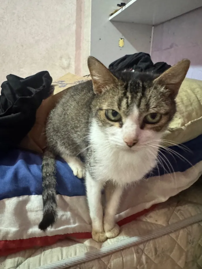 Gato raça SRD-ViraLata idade 1 ano nome Sem nome