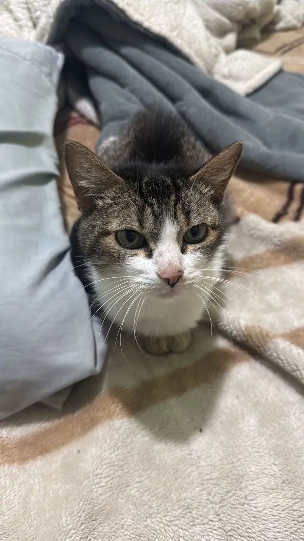 Gato raça SRD-ViraLata idade 1 ano nome Sem nome