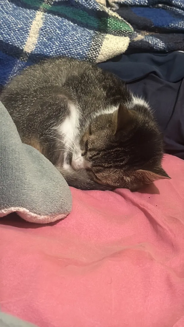 Gato raça SRD-ViraLata idade 1 ano nome Sem nome
