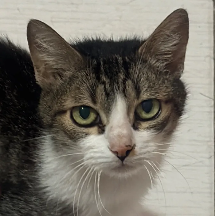 Gato raça SRD-ViraLata idade 1 ano nome Sem nome