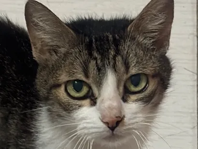 Gato raça SRD-ViraLata idade 1 ano nome Sem nome