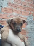 Toddy
