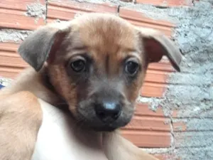 Cachorro raça SRD-ViraLata idade Abaixo de 2 meses nome Toddy