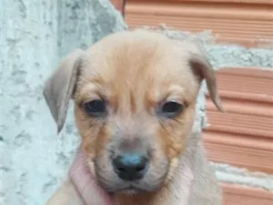 Cachorro raça SRD-ViraLata idade Abaixo de 2 meses nome Nescau