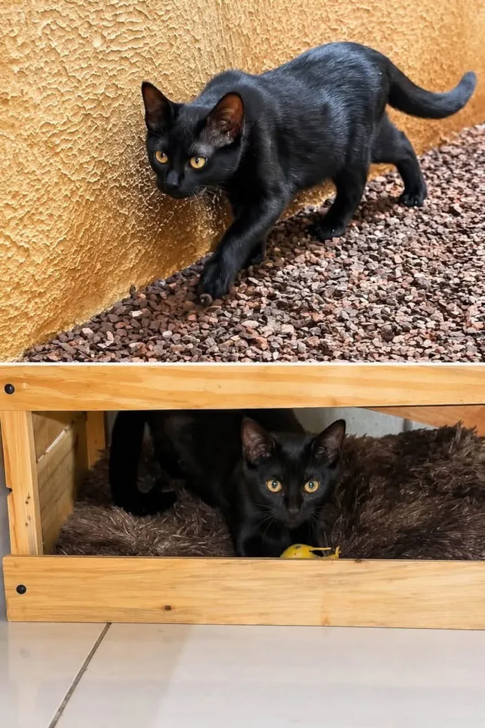 Gato raça SRD-ViraLata idade 7 a 11 meses nome Paçoca 