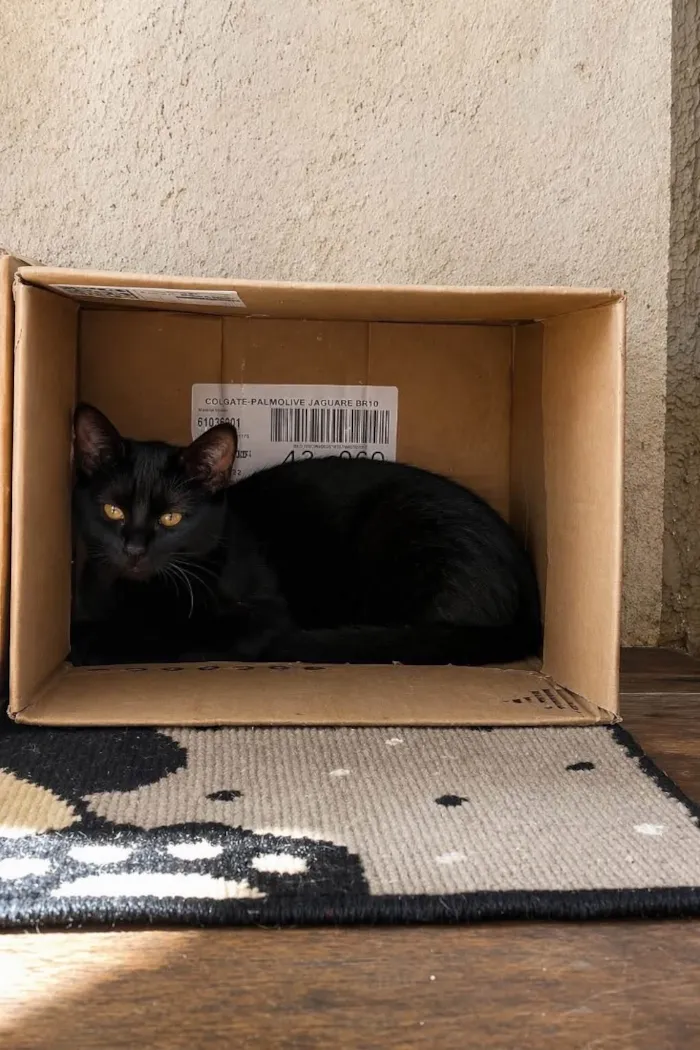 Gato raça SRD-ViraLata idade 7 a 11 meses nome Paçoca 