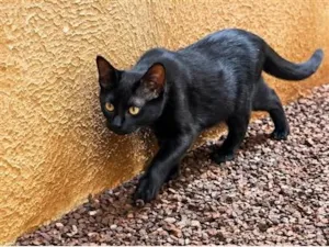 Gato raça SRD-ViraLata idade 7 a 11 meses nome Paçoca 