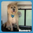 Romero