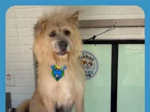 Cachorro raça SRD-ViraLata idade 1 ano nome Romero