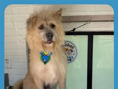 Cachorro raça SRD-ViraLata idade 1 ano nome Romero