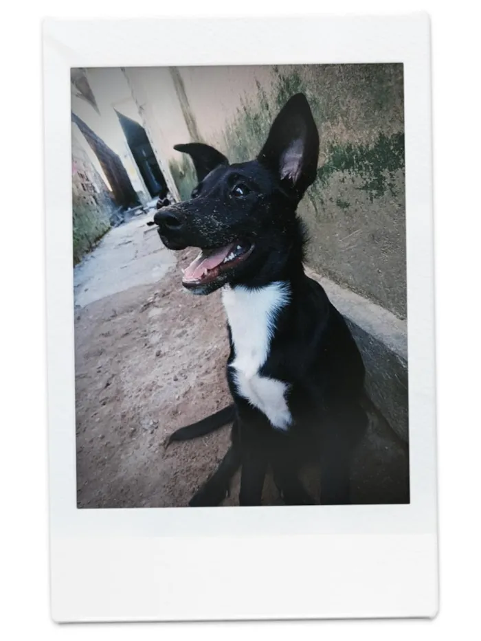 Cachorro raça SRD-ViraLata idade 2 a 6 meses nome maya
