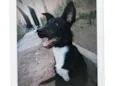 maya