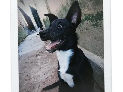 Cachorro raça SRD-ViraLata idade 2 a 6 meses nome maya