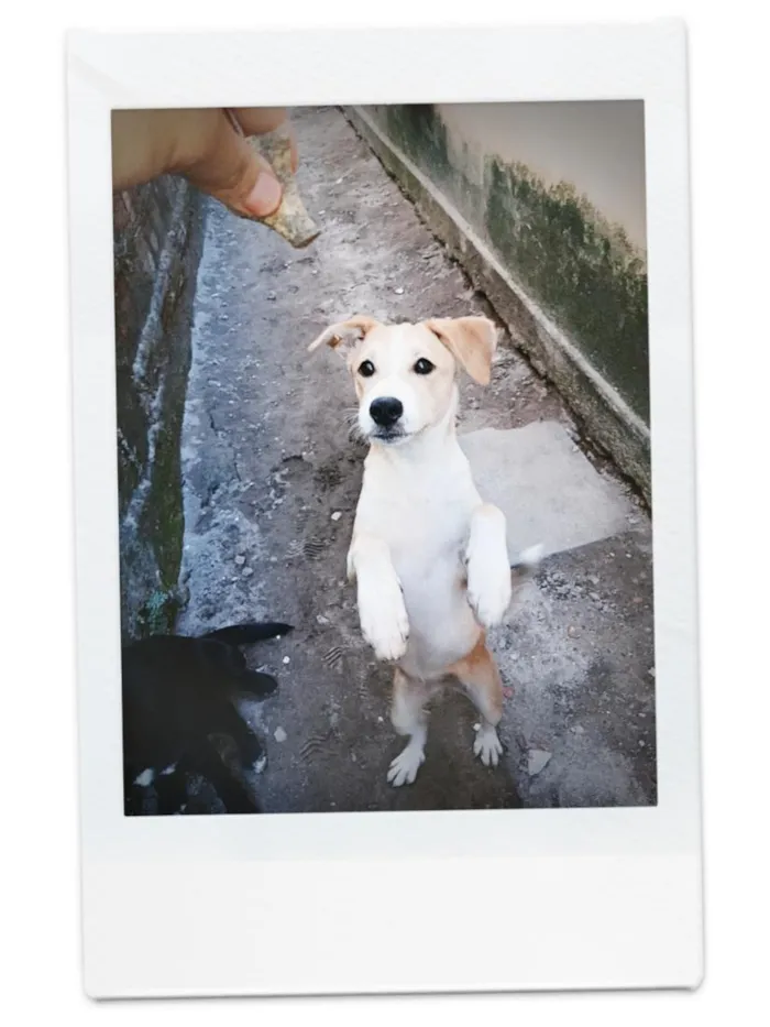Cachorro raça SRD-ViraLata idade 2 a 6 meses nome sol