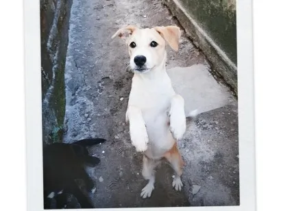 Cachorro raça SRD-ViraLata idade 2 a 6 meses nome sol