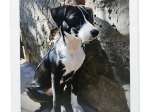 Cachorro raça SRD-ViraLata idade 2 a 6 meses nome Ayla 