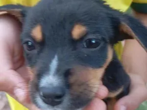 Cachorro raça SRD-ViraLata idade Abaixo de 2 meses nome Fofinho 