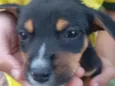 Fofinho