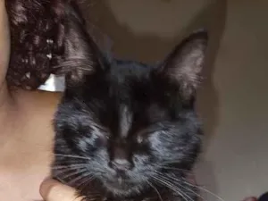 Gato raça SRD-ViraLata idade 7 a 11 meses nome Nox