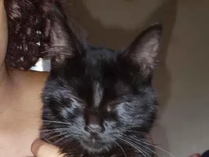 Gato raça SRD-ViraLata idade 7 a 11 meses nome Nox